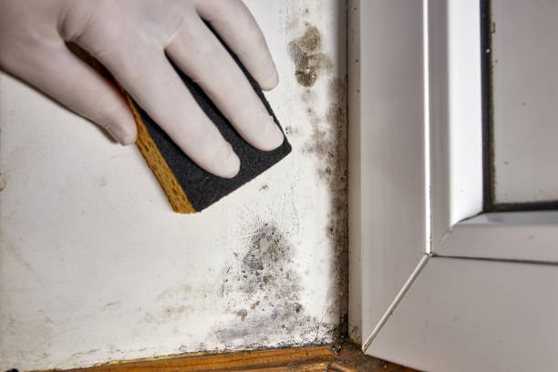 Best Asbestos and Lead Testing During Mold Inspection  in Bangor, PA