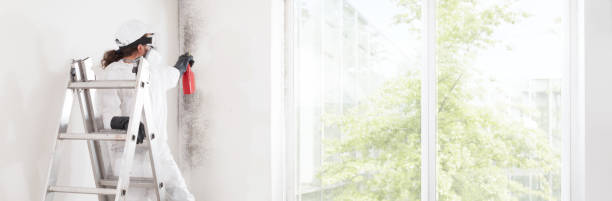 Best Environmental Consulting for Mold Prevention  in Bangor, PA